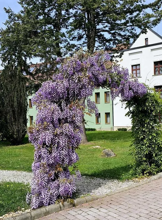 Hotel Vécsecity munkahelyi fotója - Felszolgáló Pincér állás Hernádvécse (Kép 3)