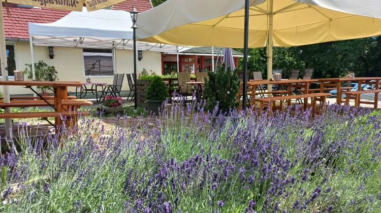Pizza szakács állás Szentendre - József